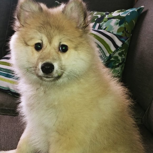 Meet your Posher, Marlene - Picture 2 of 2